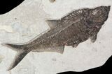 Large, Diplomystus Fish Fossil - Great Wall Display #92677-1